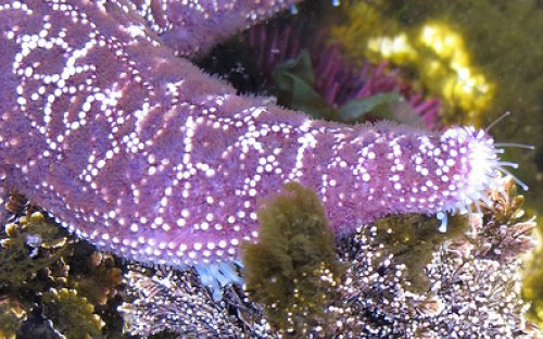 Sea star explores with tube feet